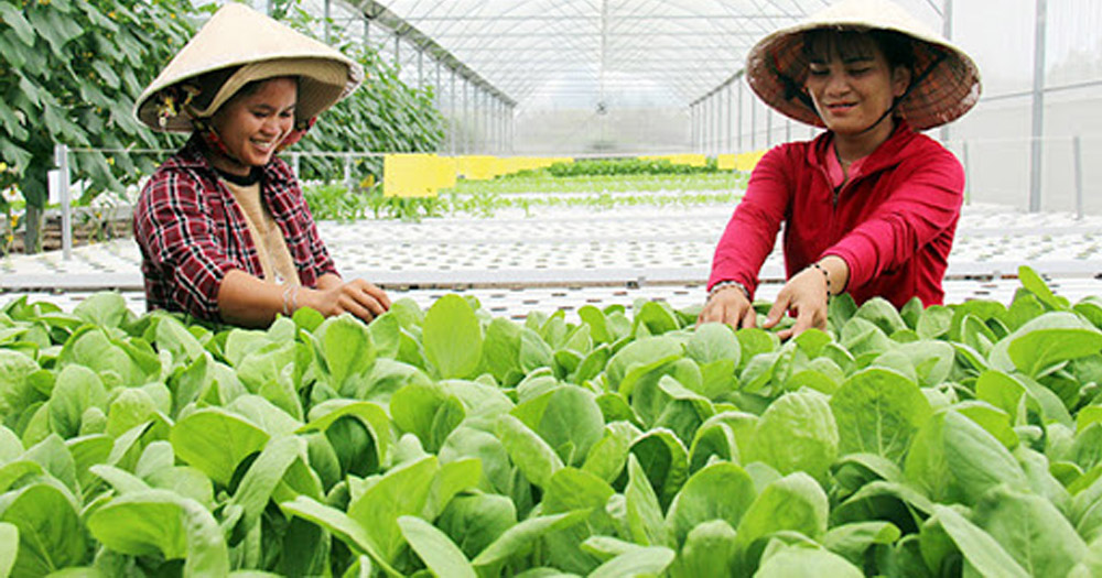 Nhu cầu trồng rau sạch ngày càng tăng cao