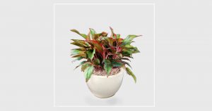 Tìm hiểu đôi chút về cây phú quý