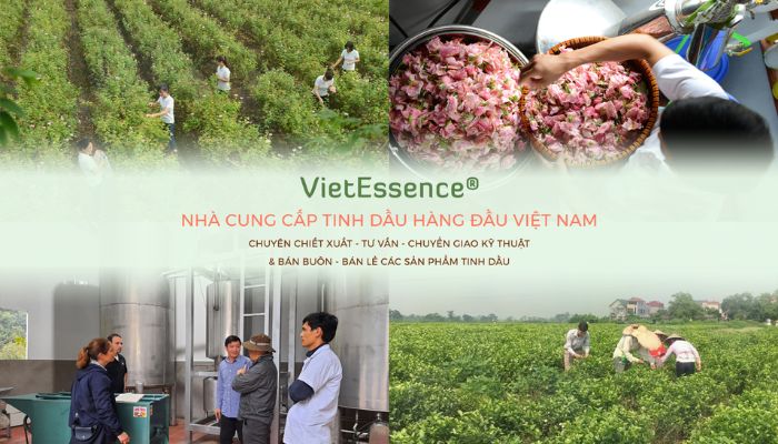 Vì sao nên mua tinh dầu giá sỉ tại VietEssence?