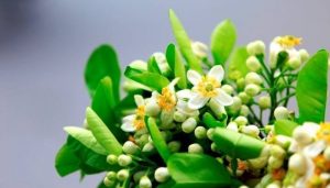 Hoa bưởi có thể dùng làm thuốc