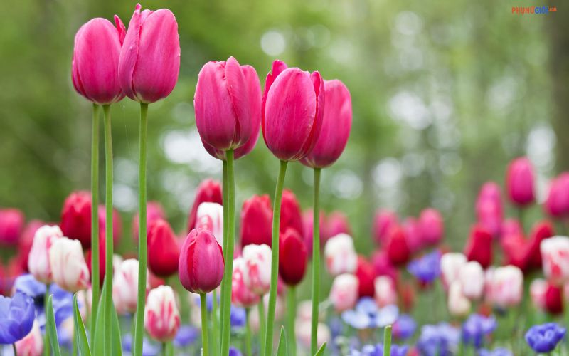 Hoa tulip nhập khẩu Hà Lan