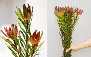 Hoa tulip nam phi
