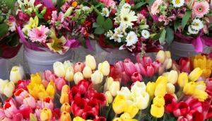 Hoa nhập khẩu ngày càng được ưa chuộng