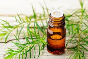 Dầu mù u có tác dụng gì và sử dụng thế nào cho hiệu quả?