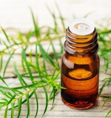 Dầu mù u có tác dụng gì và sử dụng thế nào cho hiệu quả?