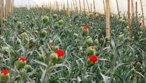 Cách trồng hoa cẩm chướng