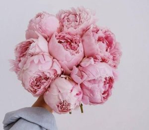 Hoa mẫu đơn là hoa biểu tượng cho tình yêu chân thành