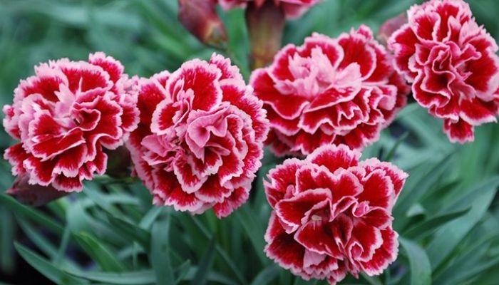 Nguồn gốc hoa cẩm chướng