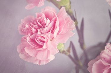 Ý nghĩa của hoa cẩm chướng, cách trồng và chăm sóc đơn giản