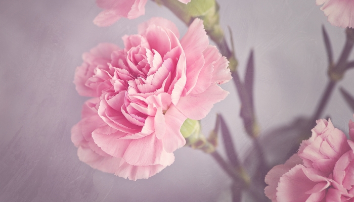 Ý nghĩa của hoa cẩm chướng, cách trồng và chăm sóc đơn giản