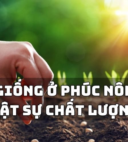 mua hạt giống ở phúc nông có chất lượng không?