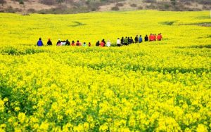 Hoa cải phủ kín sườn đồi