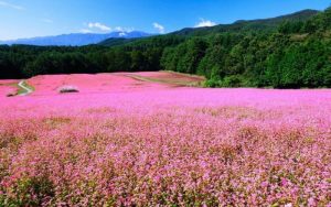 Hoa tam giác mạch cuối mùa