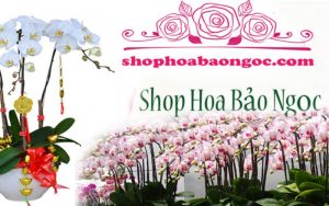 Hoa tươi Bảo Ngọc
