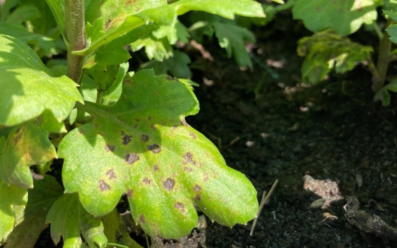 bệnh đốm đen trên cúc vạn thọ