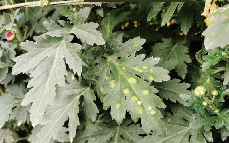 bệnh gỉ sắt trên cúc vạn thọ