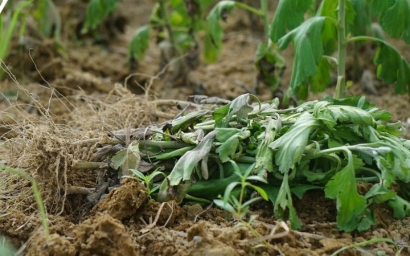 bệnh héo xanh trên cúc vạn thọ