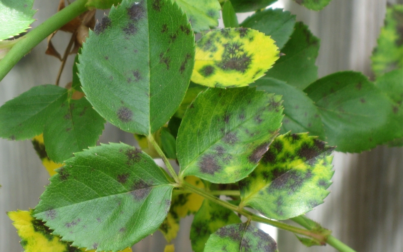 bệnh hoa lá trên cúc vạn thọ