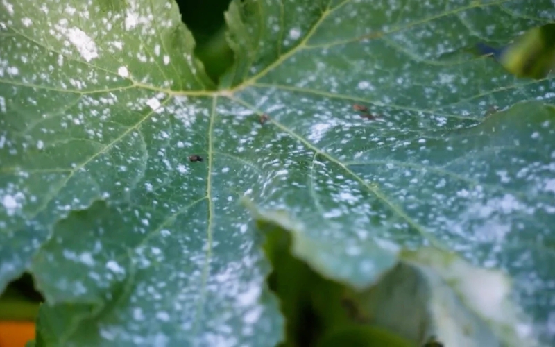 bệnh phấn trắng trên cúc vạn thọ