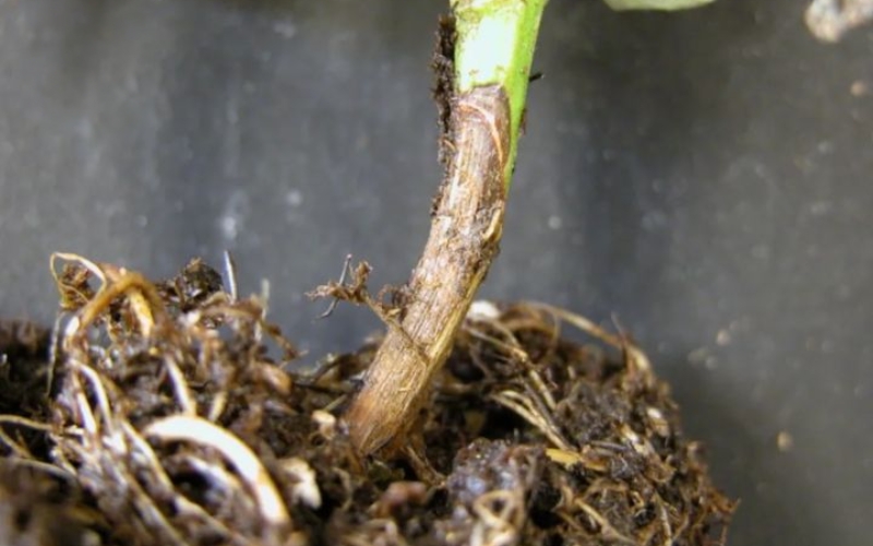 bệnh thối gốc trên cúc vạn thọ