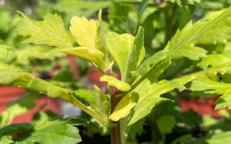 bệnh vàng lá trên cúc vạn thọ