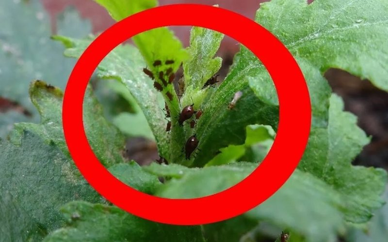 bọ trĩ hại cúc vạn thọ