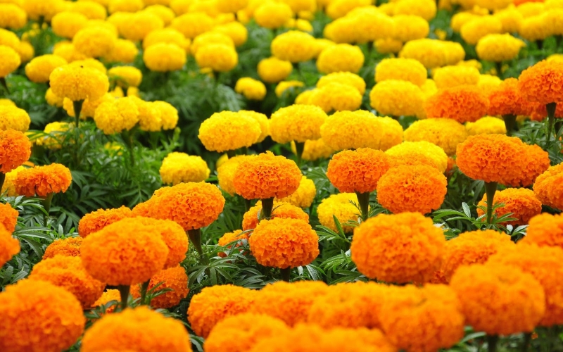 cây cúc vạn thọ