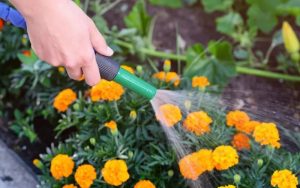 cách chăm sóc giúp cúc vạn thọ hạn chế sâu bệnh