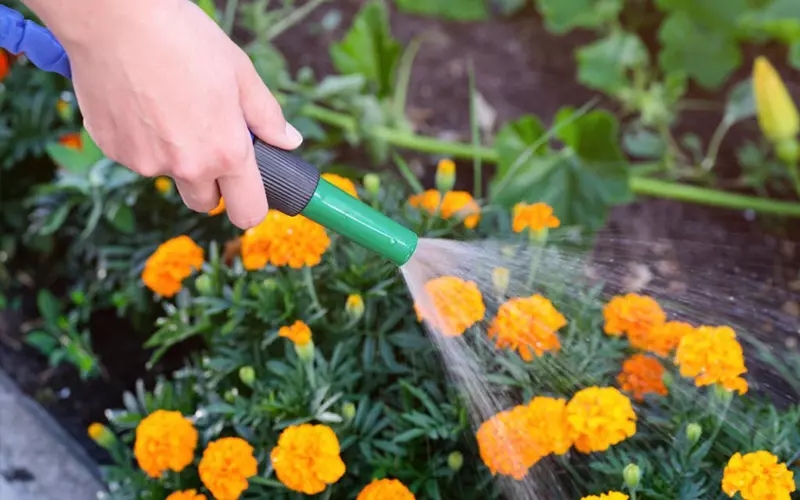 cách chăm sóc giúp cúc vạn thọ hạn chế sâu bệnh