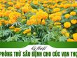 phòng trừ sâu bệnh cho cúc vạn thọ