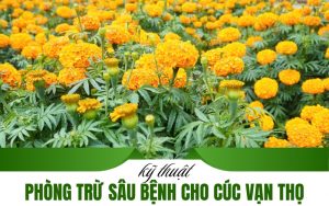 phòng trừ sâu bệnh cho cúc vạn thọ