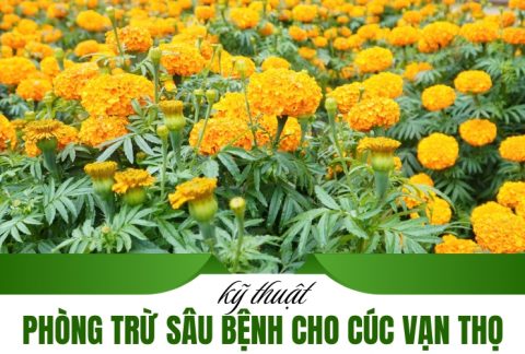 phòng trừ sâu bệnh cho cúc vạn thọ