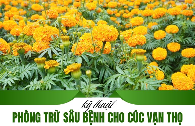 phòng trừ sâu bệnh cho cúc vạn thọ