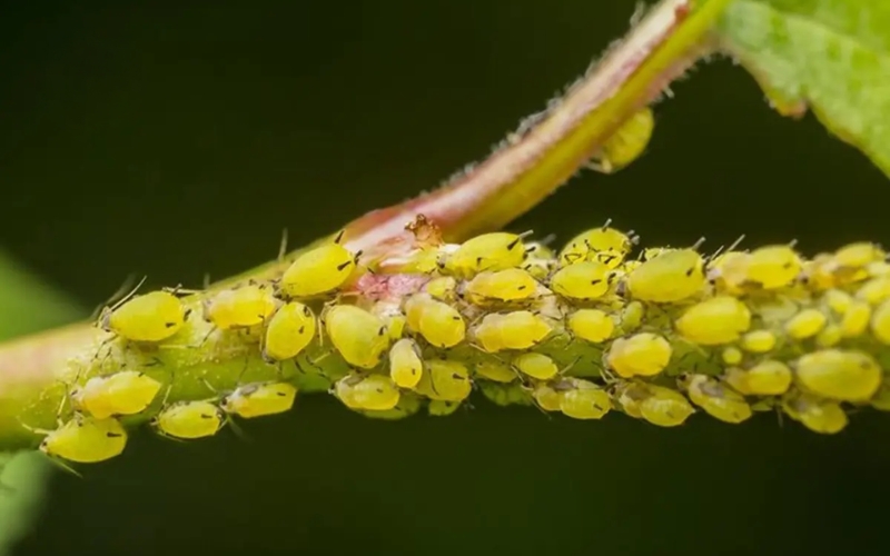 rệp muội hại cúc vạn thọ