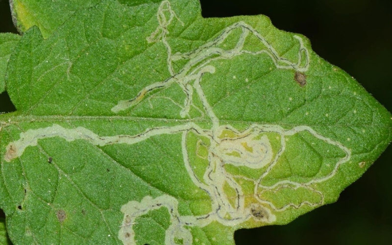 sâu vẽ bùa hại cúc vạn thọ