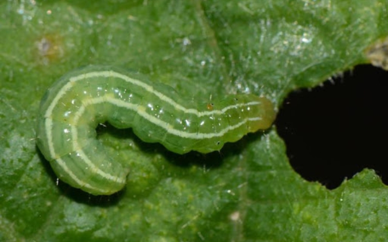 sâu xanh ăn lá cúc vạn thọ