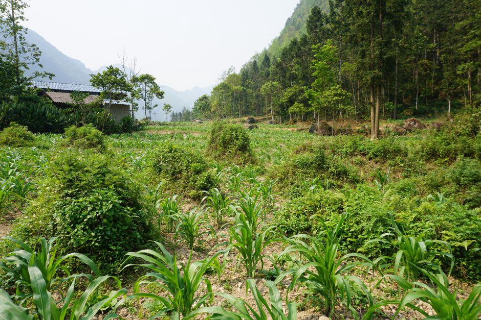 Ha Giang Loop: Trường Học Kỹ Năng Sống Vô Giá Cho Sinh Viên Ha Giang Loop: Trường Học Kỹ Năng Sống Vô Giá Cho Sinh Viên